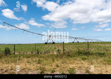 Blanco George Western Cape in Sud Africa. Dicembre 2017. Irrigazione irrigazione sprinkler colture su una fattoria in Blanco regione. Foto Stock