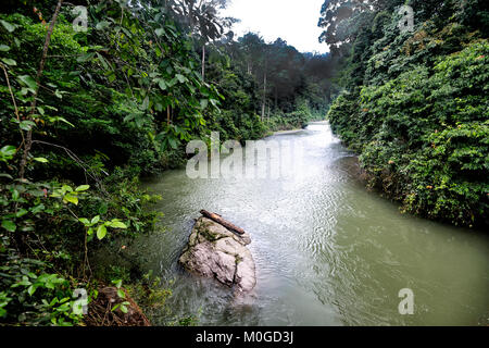 Vista del fiume Danum fluente attraverso la foresta pluviale primaria, di Danum Valley Conservation Area, Borneo, Sabah, Malaysia Foto Stock