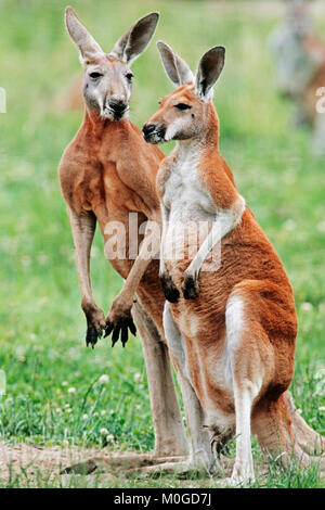 Canguro rosso, coppia / (Macropus rufus) | Rotes Riesenkaenguru, Paar (Macropus rufus) Foto Stock