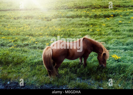 Bellissimo cavallo marrone mangiare erba sulla giornata di sole a Seljalandsfoss, Islanda Foto Stock