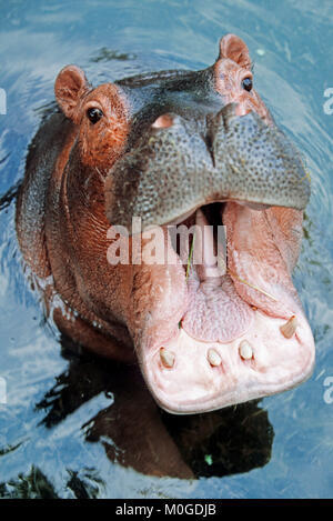 Comuni / ippopotamo (Hippopotamus amphibius) | Flusspferd / (Hippopotamus amphibius) Foto Stock