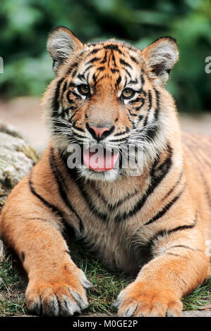 La tigre di Sumatra, cub / (Panthera tigris sumatrae) | Sumatra-Tiger, Jungtier / (Panthera tigris sumatrae) Foto Stock