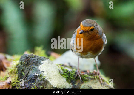 Un robin (Erithacus rubecula) arroccato su di una pietra Foto Stock