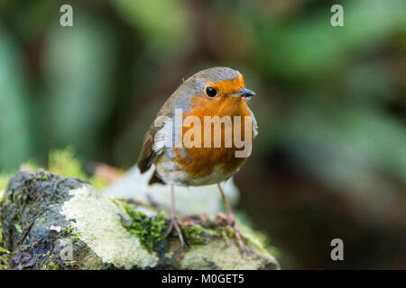 Un robin (Erithacus rubecula) arroccato su di una pietra Foto Stock