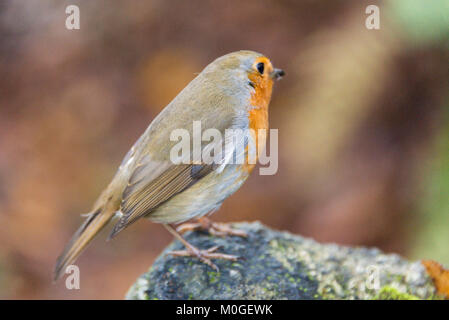 Un robin (Erithacus rubecula) arroccato su di una pietra Foto Stock
