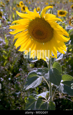 Un singolo girasole sul bordo di un campo di girasoli Foto Stock