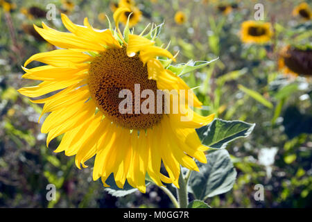 Un singolo girasole sul bordo di un campo di girasoli Foto Stock