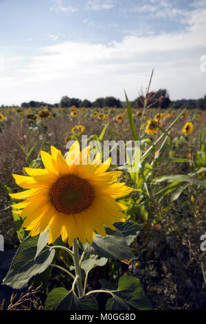 Un singolo girasole sul bordo di un campo di girasoli Foto Stock