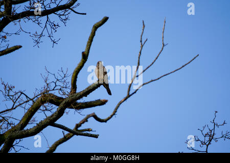 Il Gheppio su un ramo di albero Foto Stock