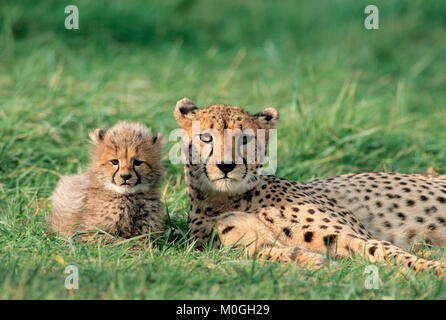 Cheetah, femmina con cub / (Acinonyx jubatus) | Gepard, Weibchen mit Jungtier / (Acinonyx jubatus) Foto Stock