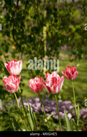 Spring Garden, un intrico di strisce di colore rosa e bianco i tulipani Foto Stock