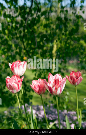 Spring Garden, un intrico di strisce di colore rosa e bianco i tulipani Foto Stock