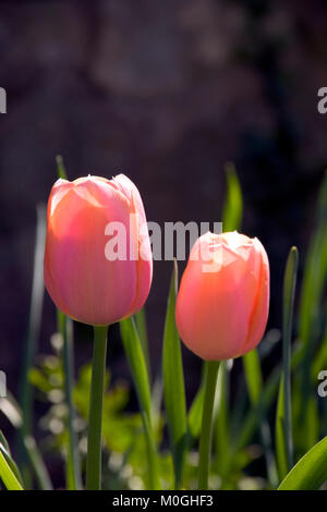 Due tulipani rosa soleggiato, sfondo in ombra Foto Stock