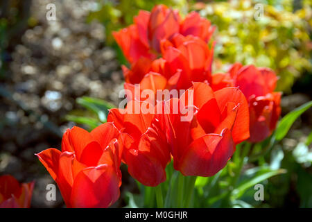 Un intrico di vivaci tulipani rossi Foto Stock