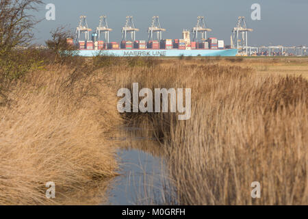 Cliffe, Kent, Regno Unito. Il 22 gennaio, 2018. Monaco Maersk - una delle più grandi navi container del mondo - Foto di oggi a London Gateway contenitore porta in Essex. I 399 metri di lunghezza della nave è sulla sua visita inaugurale in Europa ed è raffigurato attraverso il Fiume Tamigi in The Cliffe paludi sulla penisola di Hoo. Credito: Rob Powell/Alamy Live News Foto Stock