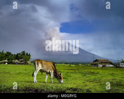 Camalig, Albay, Filippine. Il 22 gennaio, 2018. Una mucca sfiora a circa dieci chilometri dal vulcano Mayon mentre il vulcano erutta. Ci sono stati una serie di eruzioni del vulcano Mayon vicino a Legazpi lunedì. Le eruzioni iniziato domenica notte e proseguita attraverso il giorno. Per mezzogiorno il vulcano ha inviato un pennacchio di fumo e cenere che domina Camalig, il comune più grande vicino al vulcano. Credito: ZUMA Press, Inc./Alamy Live News Foto Stock