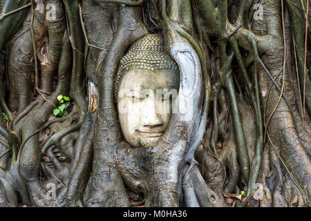 Asia,Thailandia,Ayutthaya,Wat Mahathat rovine di templi,TESTA DEL BUDDA in radici di albero Foto Stock
