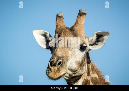 Close up testa Giraffa Foto Stock