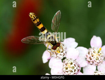 Europei di lungo Hoverfly (Sphaerophoria scripta) alimentazione su un fiore Foto Stock