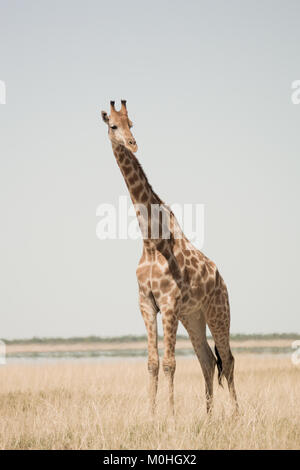 Giraffa Foto Stock