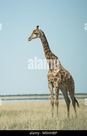 Ritratto di profilo di singoli Giraffe fissando in distanza, in piedi da solo nel lungo erba secca Foto Stock