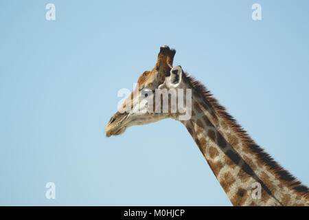 Close up Giraffe testa nel profilo. Foto Stock