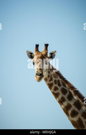 Chiudere fino a giraffa cercando di testa verso la telecamera Foto Stock