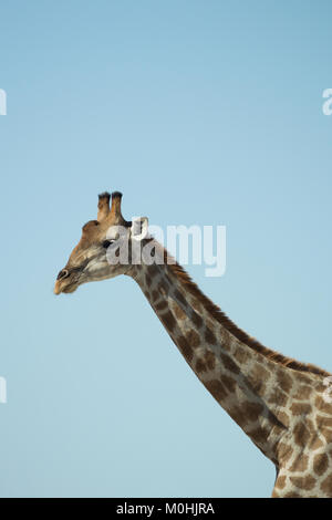 Close up testa Giraffa Foto Stock