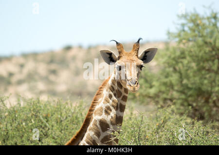 Giovani Giraffe guardando la fotocamera sulla giornata soleggiata vicino a Windhoek, Namibia Foto Stock