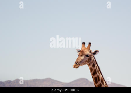 Close up Giraffe testa nel profilo. Foto Stock