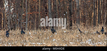 Con lo sfondo di una foresta di autunno per nascondere da un indesiderato predatore, un puntone di tacchini selvatici cerca di cibo in un cornfield raccolte al tramonto. Foto Stock