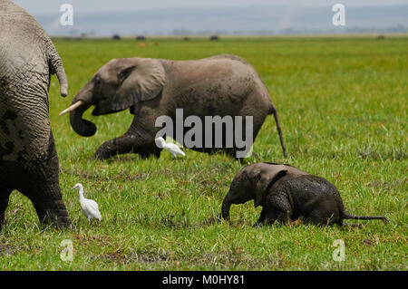 Giorno vecchio elefante africano (Loxodonta africana) vitello fatica a tenere il passo con la madre in una palude Foto Stock