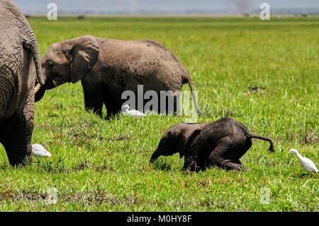 Giorno vecchio elefante africano (Loxodonta africana) vitello fatica a tenere il passo con la madre in una palude Foto Stock