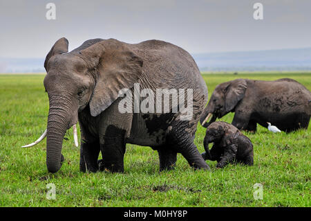 Giorno vecchio elefante africano (Loxodonta africana) vitello fatica a tenere il passo con la madre in una palude Foto Stock