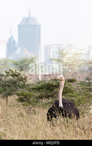 Unico maschio (struzzo Struthio camelus) con Nairobi skyline della città in background Foto Stock