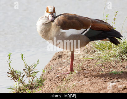 Oca egiziana (Alopochen aegyptiaca) permanente sulla banca del fiume con la testa ruotata Foto Stock