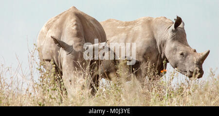 Due dei rinoceronti bianchi (Ceratotherium simum) pascolare nel Parco Nazionale di Nairobi, Kenya Foto Stock