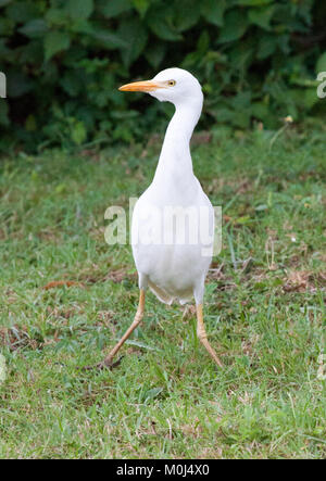 Giallo-fatturati o intermedia di garzetta (Egretta intermedia) in piedi in erba Foto Stock