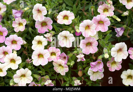 Calibrachoa (Chameleon Passione Rosa) 'Wescachapipa' Fiori. Foto Stock