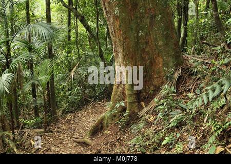 Brasile - jungle sentiero escursionistico a Mata Atlantica (foresta pluviale atlantica biome) nella Serra dos Orgaos National Park (stato di Rio de Janeiro). Foto Stock