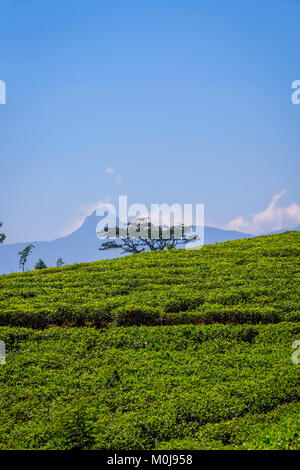 Le piantagioni di tè e Adams picchi di montagna alle spalle, Sri Lanka Foto Stock