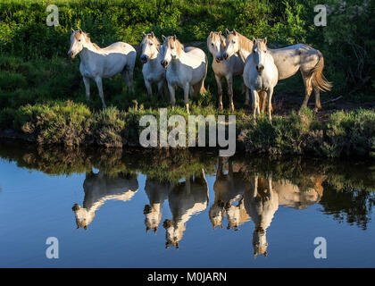 Ritratto del bianco Cavalli Camargue riflessa nell'acqua. La Francia. Camargue Foto Stock