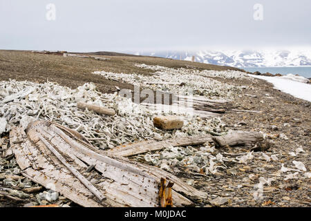 Il Beluga whale ossa oggetto di pratiche di dumping su di una remota spiaggia artico da Bamsebu capanna di caccia alla balena. Ahlstrandhalvoya Bellsund isola Spitsbergen Svalbard Norvegia Foto Stock