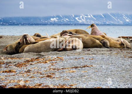 Gruppo di valghe (Odobenus rosmarus) ha trasportato fuori per riposare su terra asciutta sulla costa artica nell'estate 2017. Spitsbergen isola di Svalbard Norvegia Foto Stock