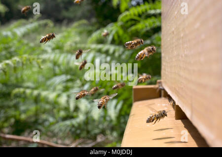 Apicoltura: api all'entrata di un alveare. Rovistando api tornando all'alveare Foto Stock