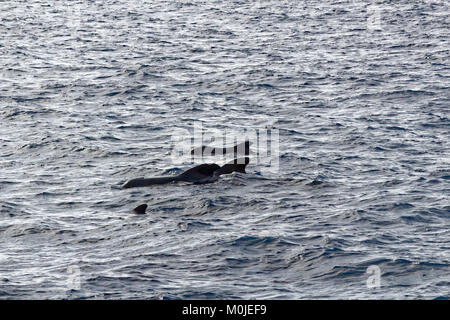 Pod di corto-alettato balene pilota fuori costa di Tenerife. Foto Stock