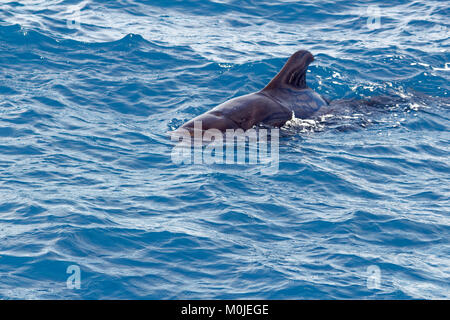 Breve alettato di balene pilota fuori costa di Tenerife Foto Stock