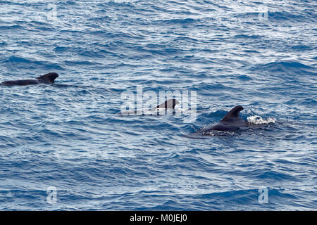 Pod di corto-alettato balene pilota con il bambino fuori costa di Tenerife. Foto Stock