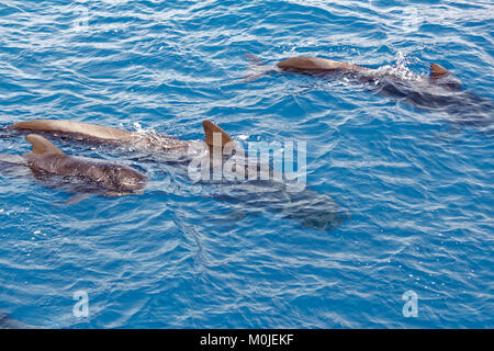 Pod di corto-alettato Balene Pilota e baby polpaccio. Foto Stock