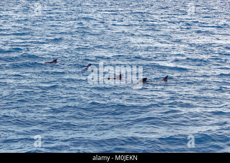 Pod di corto-alettato balene pilota fuori costa di Tenerife. Foto Stock